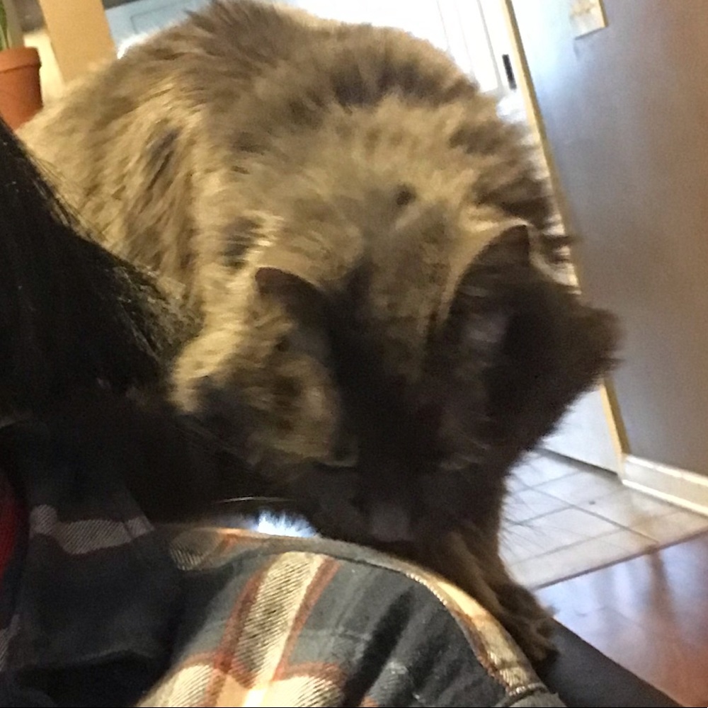 Meet your Posher, Regan